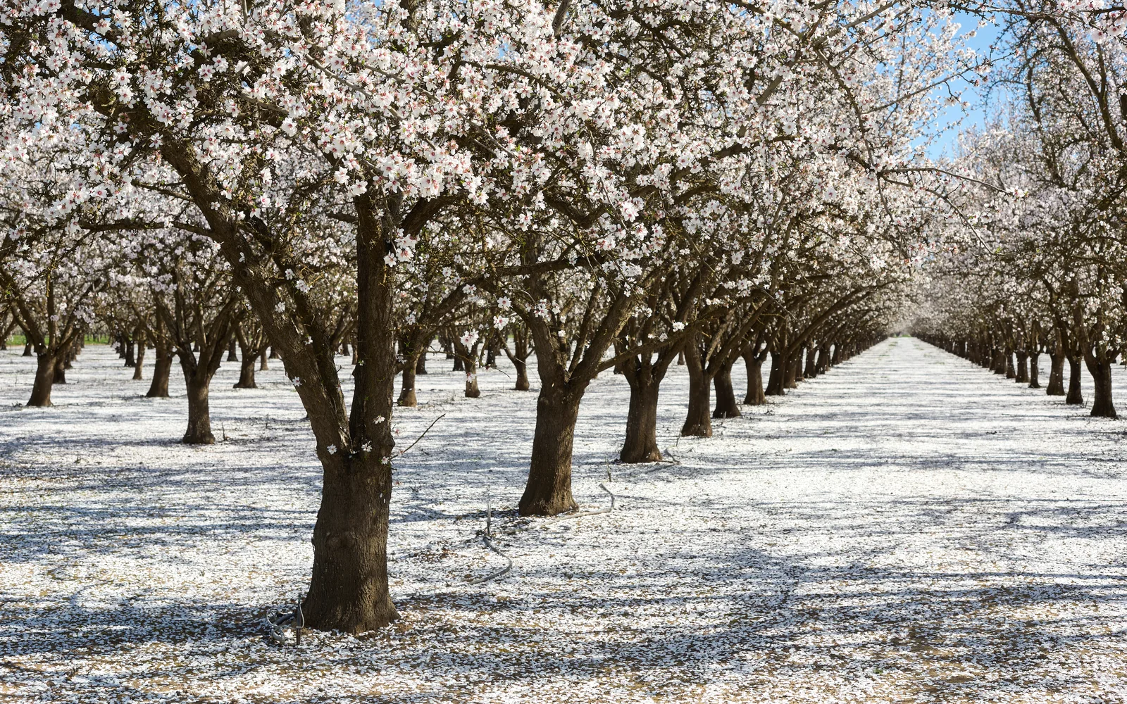 Almond trees in bloom with white blossoms in a California orchard landscape