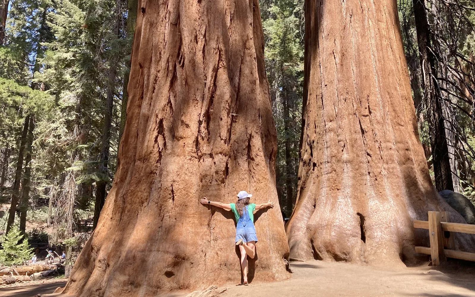 Giant sequoia trees in the Giant Forest section of Sequoia National Park